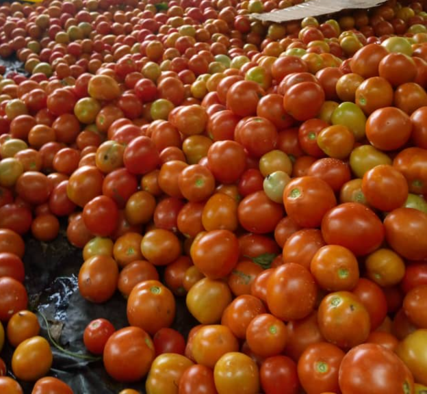"BON A SAVOIR" SUR LA TOMATE TYPE SALADE